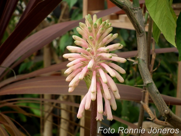 Veltheimia capensis